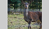 CST: Le jardin à l'arrière voir des cerfs - avec un peu de chance tôt le matin